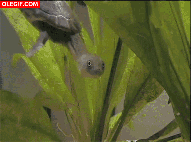 GIF: Esta tortuga disfruta de su baño