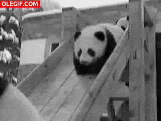 GIF: Osos panda cayendo por un tobogán