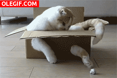 GIF: Un gato atrapado en una caja
