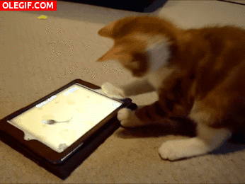 GIF: Mira cómo juega el gato con la tablet