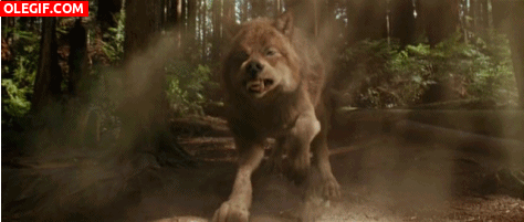 GIF: Un lobo muy cabreado