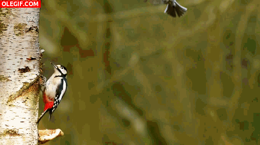 GIF: Este pájaro practica el bullet time en pleno vuelo