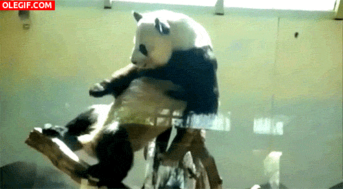 GIF: Este panda macho necesita compañía