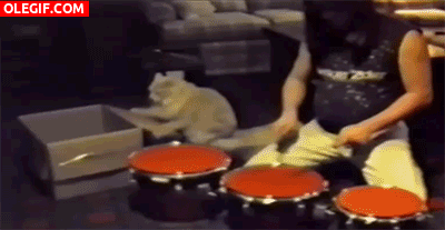 GIF: Un gato tocando la batería