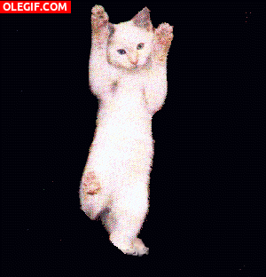 GIF: Gatito bailarín