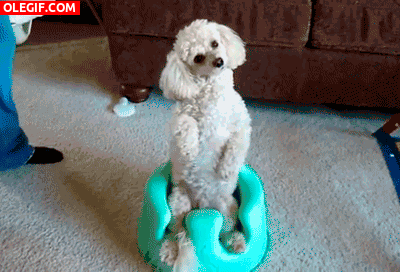 GIF: A este perro le gusta sentarse en el orinal