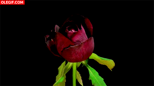 GIF: Rosa abriendo todos los pétalos