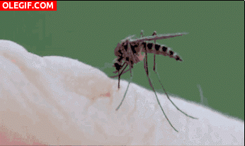 GIF: La picadura de un mosquito