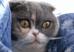 GIF: Gato con las pupilas dilatadas