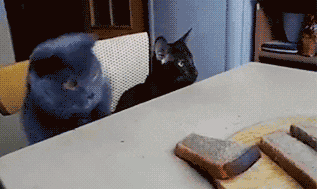 GIF: A este gato le gusta el pan