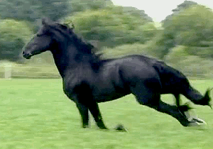 GIF: Mira a este hermoso caballo negro trotando