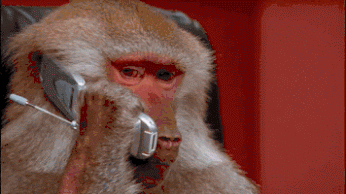 GIF: Este mono está concentrado en sus negocios