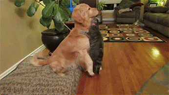 GIF: Mira a este gato abrazando al perro