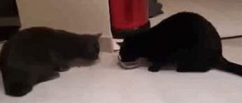 GIF: A estos gatos les gusta compartir la comida