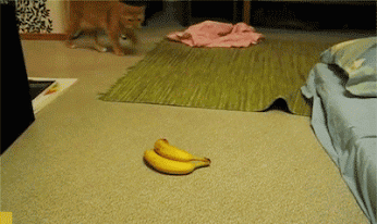 GIF: Vaya respingo da este gato al ver las bananas