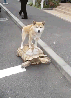 GIF: A este perro le gusta pasear sobre la tortuga