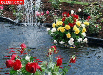 GIF: Lluvia sobre un estanque con flores