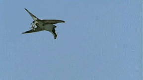GIF: Mira al águila capturando un pez