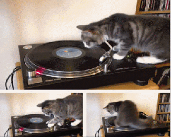 GIF: Este gato la está liando en el tocadiscos