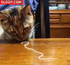 GIF: Mira a este gato comiendo un espagueti