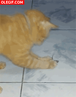 GIF: A este gato se le escapa el ratón