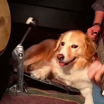 GIF: Este perro es todo un músico