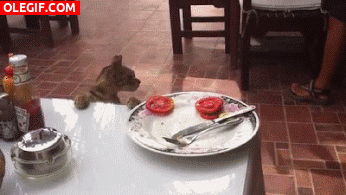 GIF: A este gato le gusta el tomate