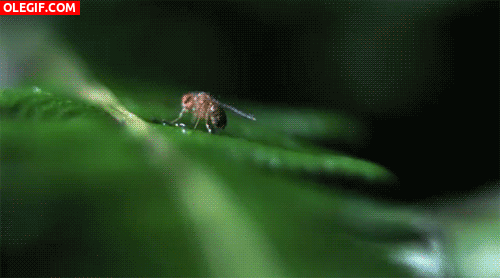 GIF: Oruga carnívora camuflada atrapando a una mosca