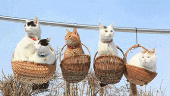 GIF: Estos gatos están muy comodos en las alturas