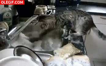 GIF: A este gato le encanta fregar los platos