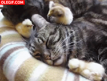 GIF: Pollito picoteando la oreja del gato