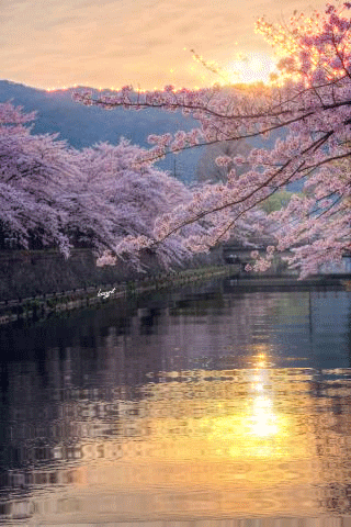GIF: Cerezos en flor sobre el agua