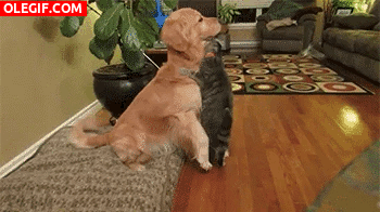 GIF: Mira cómo se quieren el perro y el gato