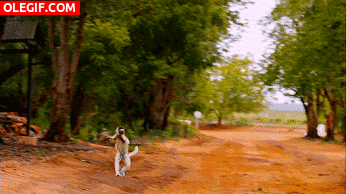 GIF: Lémur saltando por el camino