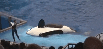 GIF: Mira a esta orca tirando al entrenador