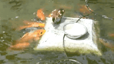 GIF: Mira a este pato repartiendo comida a los peces