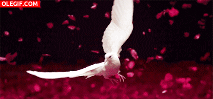 GIF: Paloma blanca batiendo sus alas