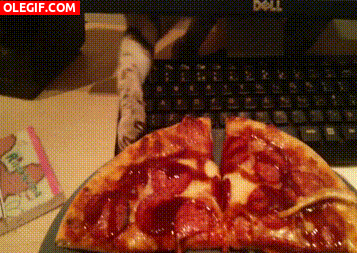 GIF: Cómo le gusta la pizza a este gato