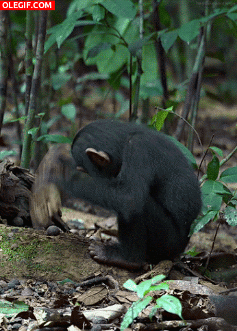 GIF: Este chimpancé intenta romper un tronco
