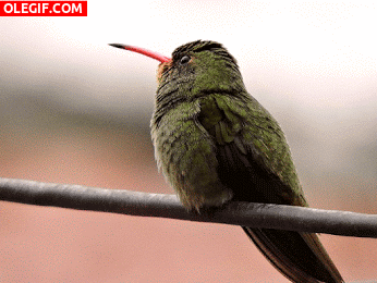 GIF: Este colibrí está observando el panorama