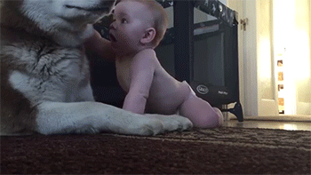 GIF: Mira a este perro cómo juega con el bebé