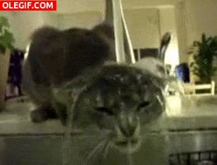 GIF: A este gato le gusta refrescarse bajo el chorro