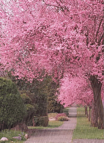 GIF: Lluvia cayendo sobre unos cerezos en flor