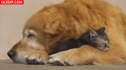GIF: Qué agusto está el gato durmiendo entre las patas del perro