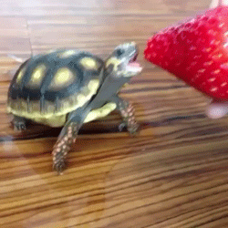 GIF: Mira a esta tortuga mordiendo una fresa
