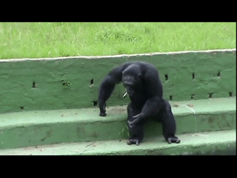 GIF: Mira a este chimpancé fumando un cigarro