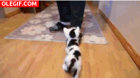 GIF: Mira cómo trepa este gatito para tomar el biberón