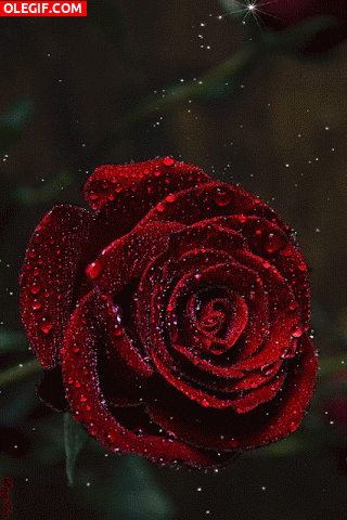GIF: Destellos brillando sobre una rosa roja