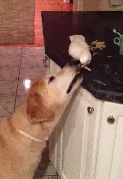 GIF: Cacatúa alimentando al perro