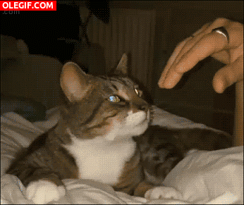 GIF: Este gato quiere que le acaricien